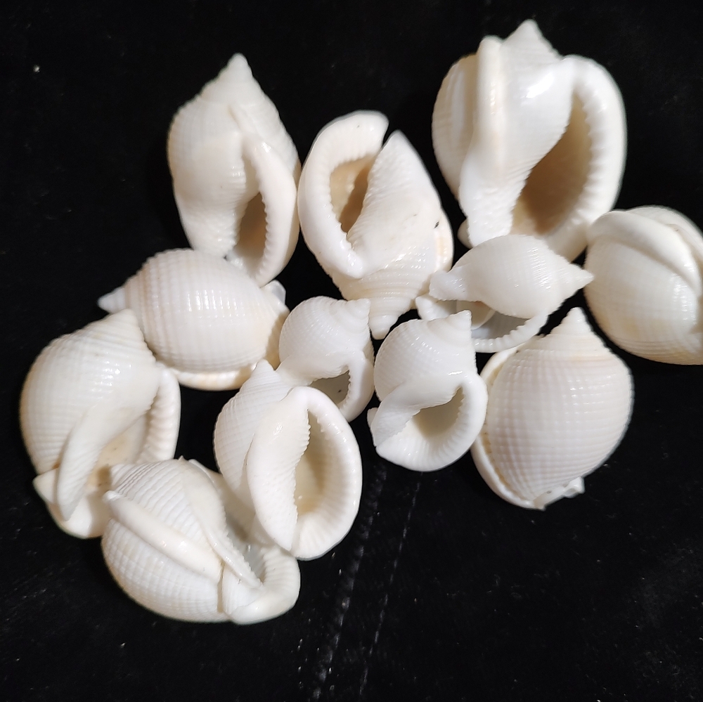 Florida Seashells SCOTCH BONNET